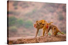 Wild Monkeys, Jaipur, Rajasthan, India, Asia-Laura Grier-Stretched Canvas