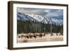 Wild Mountain Elk, Banff National Park Alberta Canada-BGSmith-Framed Photographic Print