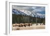 Wild Mountain Elk, Banff National Park Alberta Canada-BGSmith-Framed Photographic Print
