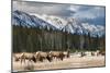 Wild Mountain Elk, Banff National Park Alberta Canada-BGSmith-Mounted Photographic Print
