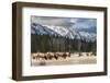 Wild Mountain Elk, Banff National Park Alberta Canada-BGSmith-Framed Photographic Print