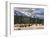 Wild Mountain Elk, Banff National Park Alberta Canada-BGSmith-Framed Photographic Print