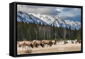 Wild Mountain Elk, Banff National Park Alberta Canada-BGSmith-Framed Stretched Canvas