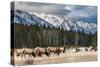 Wild Mountain Elk, Banff National Park Alberta Canada-BGSmith-Stretched Canvas
