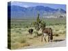 Wild Mules, the Spring Mountains, Nevada, USA-Fraser Hall-Stretched Canvas