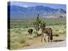 Wild Mules, the Spring Mountains, Nevada, USA-Fraser Hall-Stretched Canvas
