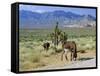 Wild Mules, the Spring Mountains, Nevada, USA-Fraser Hall-Framed Stretched Canvas