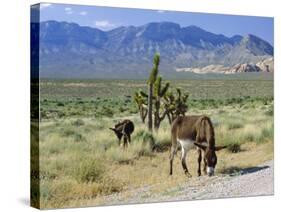 Wild Mules, the Spring Mountains, Nevada, USA-Fraser Hall-Stretched Canvas