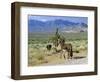 Wild Mules, the Spring Mountains, Nevada, USA-Fraser Hall-Framed Photographic Print