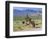 Wild Mules, the Spring Mountains, Nevada, USA-Fraser Hall-Framed Photographic Print