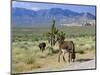 Wild Mules, the Spring Mountains, Nevada, USA-Fraser Hall-Mounted Photographic Print