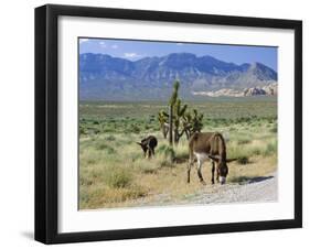 Wild Mules, the Spring Mountains, Nevada, USA-Fraser Hall-Framed Photographic Print