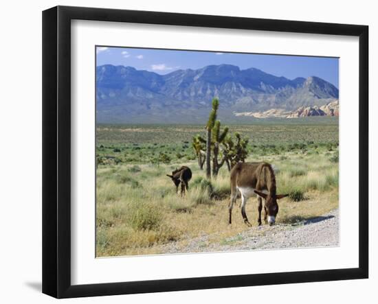 Wild Mules, the Spring Mountains, Nevada, USA-Fraser Hall-Framed Photographic Print