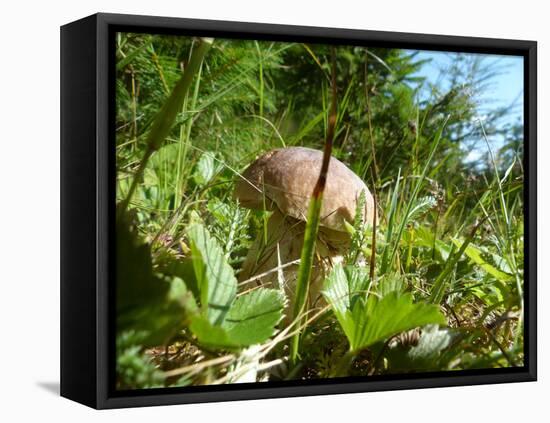 Wild mushroom growing in grass, picking wild mushroom is a national hobby in Czech republic-Jan Halaska-Framed Stretched Canvas