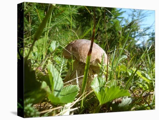 Wild mushroom growing in grass, picking wild mushroom is a national hobby in Czech republic-Jan Halaska-Stretched Canvas