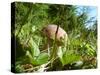 Wild mushroom growing in grass, picking wild mushroom is a national hobby in Czech republic-Jan Halaska-Stretched Canvas