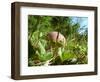 Wild mushroom growing in grass, picking wild mushroom is a national hobby in Czech republic-Jan Halaska-Framed Photographic Print