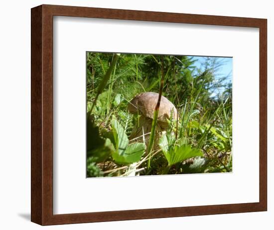 Wild mushroom growing in grass, picking wild mushroom is a national hobby in Czech republic-Jan Halaska-Framed Photographic Print