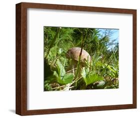 Wild mushroom growing in grass, picking wild mushroom is a national hobby in Czech republic-Jan Halaska-Framed Photographic Print