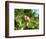 Wild mushroom growing in grass, picking wild mushroom is a national hobby in Czech republic-Jan Halaska-Framed Photographic Print