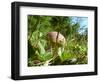 Wild mushroom growing in grass, picking wild mushroom is a national hobby in Czech republic-Jan Halaska-Framed Photographic Print