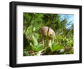 Wild mushroom growing in grass, picking wild mushroom is a national hobby in Czech republic-Jan Halaska-Framed Photographic Print