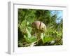 Wild mushroom growing in grass, picking wild mushroom is a national hobby in Czech republic-Jan Halaska-Framed Premium Photographic Print
