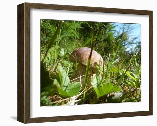 Wild mushroom growing in grass, picking wild mushroom is a national hobby in Czech republic-Jan Halaska-Framed Photographic Print