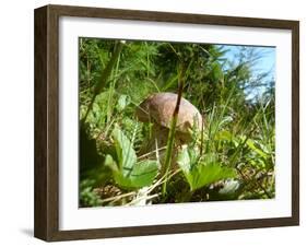 Wild mushroom growing in grass, picking wild mushroom is a national hobby in Czech republic-Jan Halaska-Framed Photographic Print