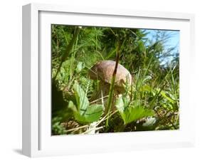 Wild mushroom growing in grass, picking wild mushroom is a national hobby in Czech republic-Jan Halaska-Framed Photographic Print