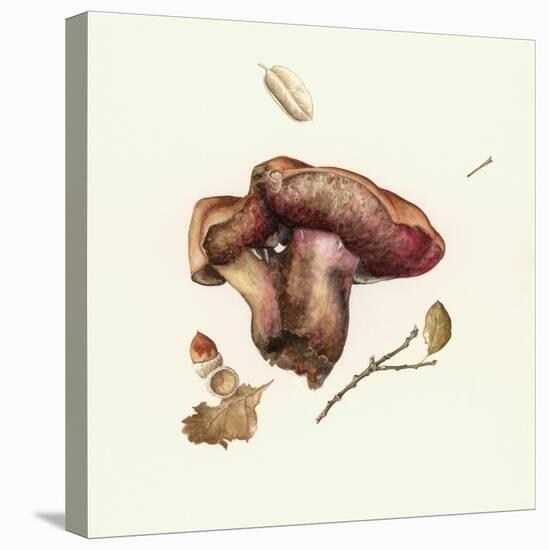 Wild Mushroom-Alison Cooper-Stretched Canvas