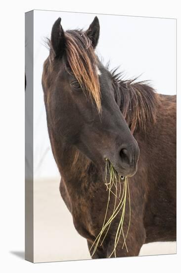 Wild Mustang (Banker Horse) (Equus Ferus Caballus) in Currituck National Wildlife Refuge-Michael DeFreitas-Stretched Canvas