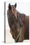 Wild Mustang (Banker Horse) (Equus Ferus Caballus) in Currituck National Wildlife Refuge-Michael DeFreitas-Stretched Canvas