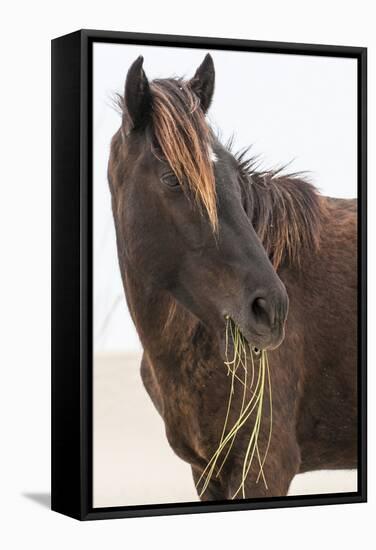 Wild Mustang (Banker Horse) (Equus Ferus Caballus) in Currituck National Wildlife Refuge-Michael DeFreitas-Framed Stretched Canvas