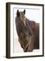 Wild Mustang (Banker Horse) (Equus Ferus Caballus) in Currituck National Wildlife Refuge-Michael DeFreitas-Framed Photographic Print