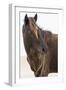 Wild Mustang (Banker Horse) (Equus Ferus Caballus) in Currituck National Wildlife Refuge-Michael DeFreitas-Framed Photographic Print