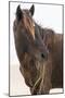 Wild Mustang (Banker Horse) (Equus Ferus Caballus) in Currituck National Wildlife Refuge-Michael DeFreitas-Mounted Photographic Print