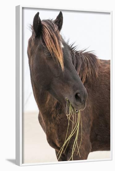 Wild Mustang (Banker Horse) (Equus Ferus Caballus) in Currituck National Wildlife Refuge-Michael DeFreitas-Framed Photographic Print