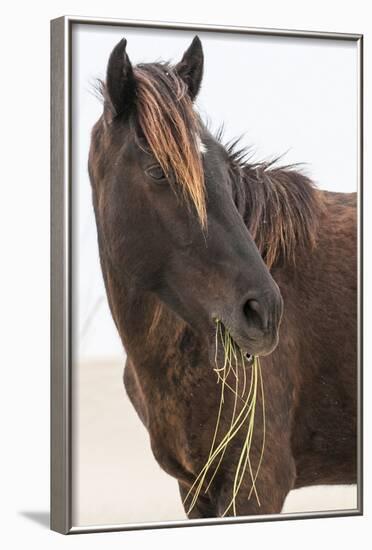 Wild Mustang (Banker Horse) (Equus Ferus Caballus) in Currituck National Wildlife Refuge-Michael DeFreitas-Framed Photographic Print