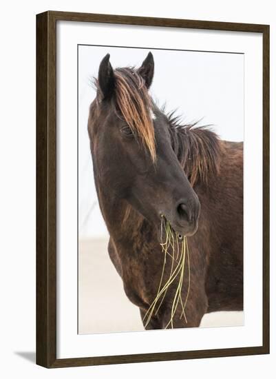 Wild Mustang (Banker Horse) (Equus Ferus Caballus) in Currituck National Wildlife Refuge-Michael DeFreitas-Framed Photographic Print