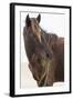 Wild Mustang (Banker Horse) (Equus Ferus Caballus) in Currituck National Wildlife Refuge-Michael DeFreitas-Framed Photographic Print