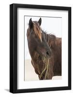 Wild Mustang (Banker Horse) (Equus Ferus Caballus) in Currituck National Wildlife Refuge-Michael DeFreitas-Framed Photographic Print