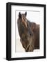 Wild Mustang (Banker Horse) (Equus Ferus Caballus) in Currituck National Wildlife Refuge-Michael DeFreitas-Framed Photographic Print