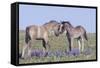 Wild Mustang Foals Among Wild Flowers, Pryor Mountains, Montana, USA-Carol Walker-Framed Stretched Canvas