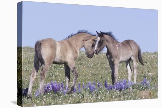 Wild Mustang Foals Among Wild Flowers, Pryor Mountains, Montana, USA-Carol Walker-Stretched Canvas