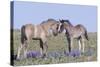 Wild Mustang Foals Among Wild Flowers, Pryor Mountains, Montana, USA-Carol Walker-Stretched Canvas