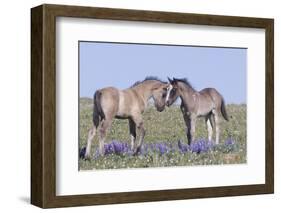 Wild Mustang Foals Among Wild Flowers, Pryor Mountains, Montana, USA-Carol Walker-Framed Photographic Print