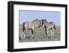 Wild Mustang Foals Among Wild Flowers, Pryor Mountains, Montana, USA-Carol Walker-Framed Photographic Print