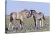 Wild Mustang Foals Among Wild Flowers, Pryor Mountains, Montana, USA-Carol Walker-Stretched Canvas