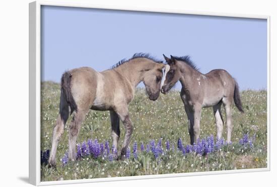 Wild Mustang Foals Among Wild Flowers, Pryor Mountains, Montana, USA-Carol Walker-Framed Photographic Print